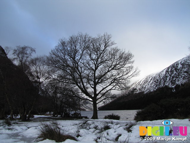 SX02718 Silhouette of tree at Upper Lake Vale of Glendalough